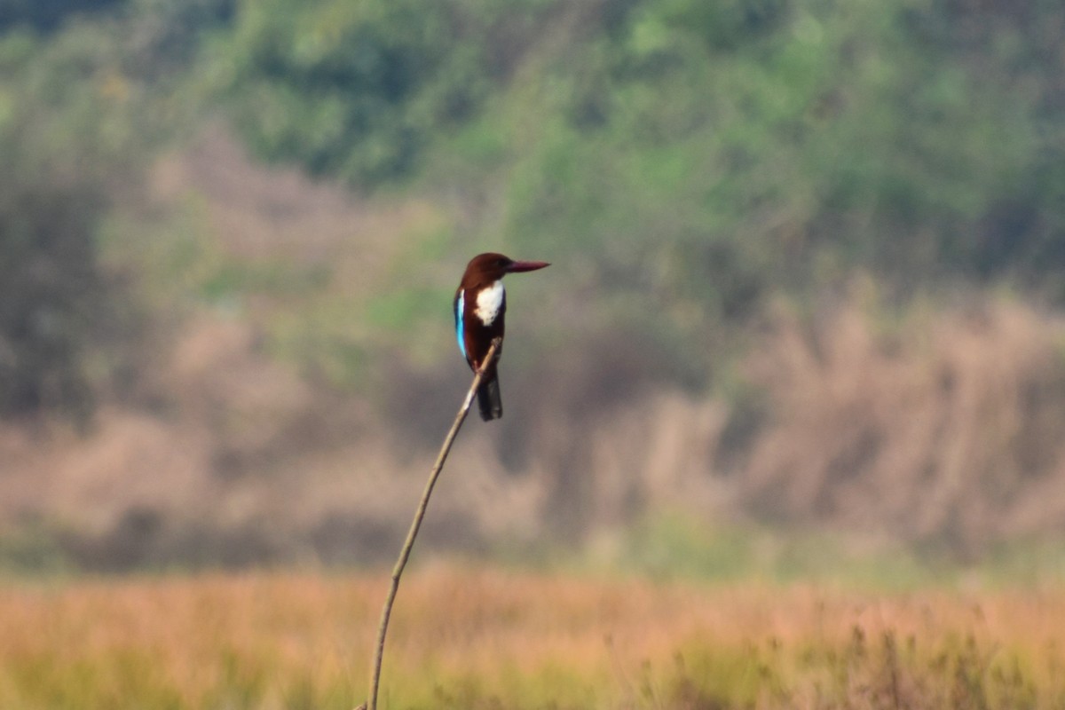 White-throated Kingfisher - ML646501378