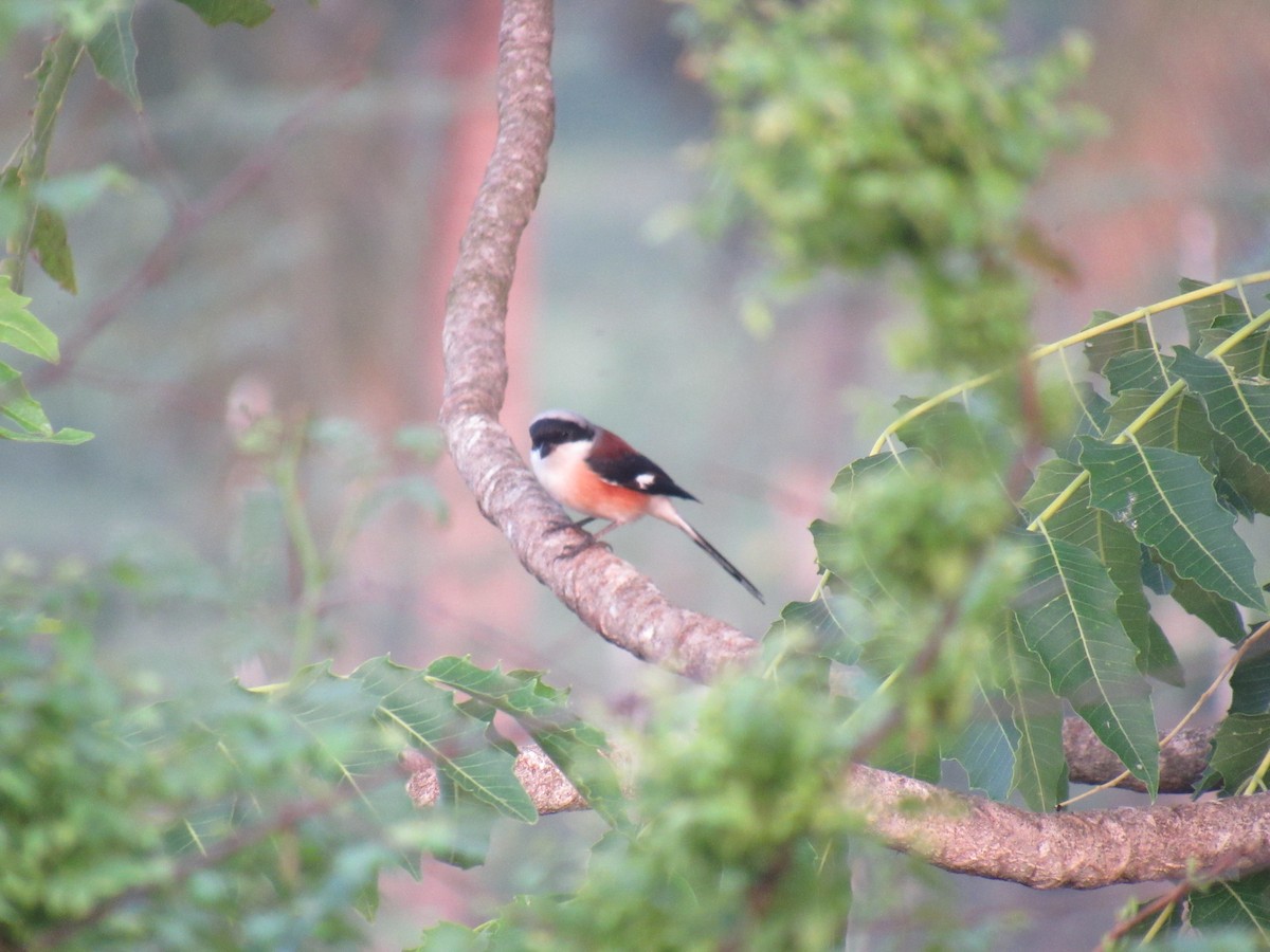 Bay-backed Shrike - ML646501379