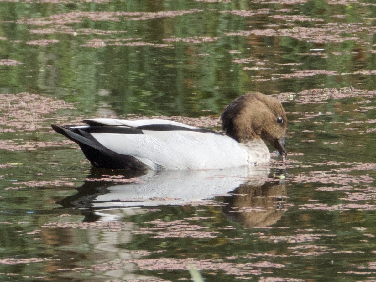 Maned Duck - ML646501381