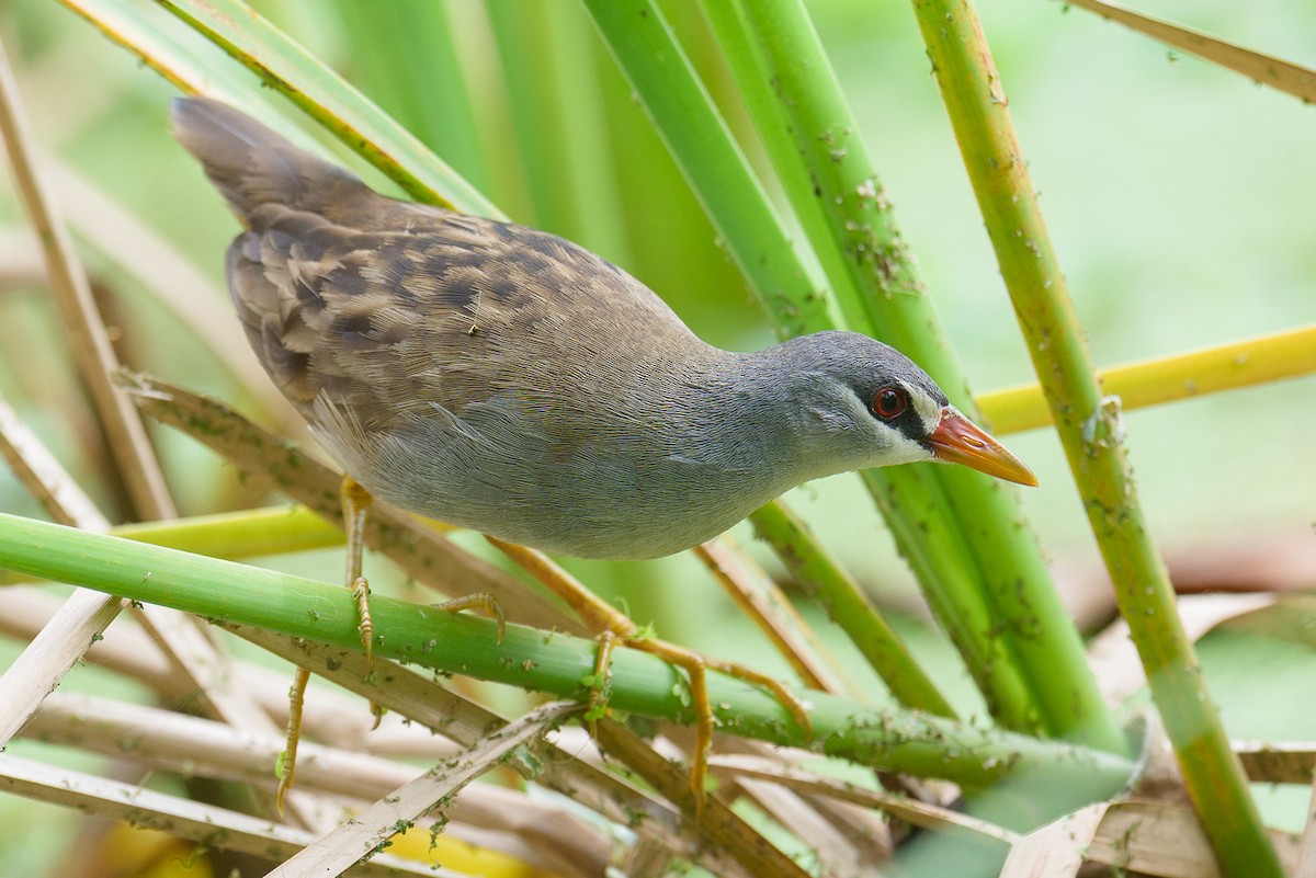 White-browed Crake - ML646501383