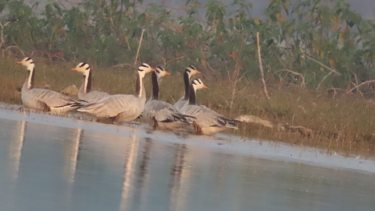 Oca indiana - ML646501384