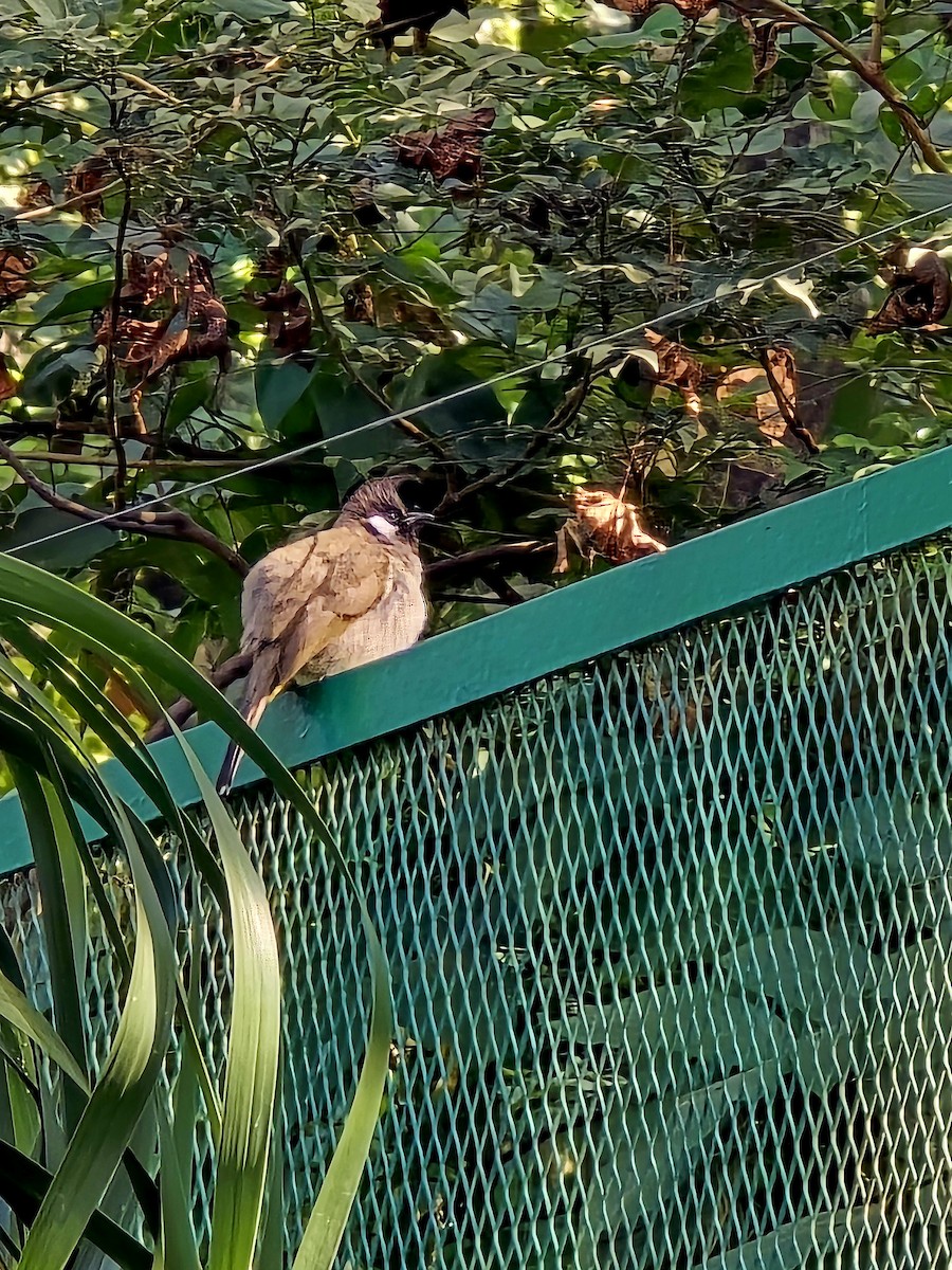 bulbul himálajský - ML646501385