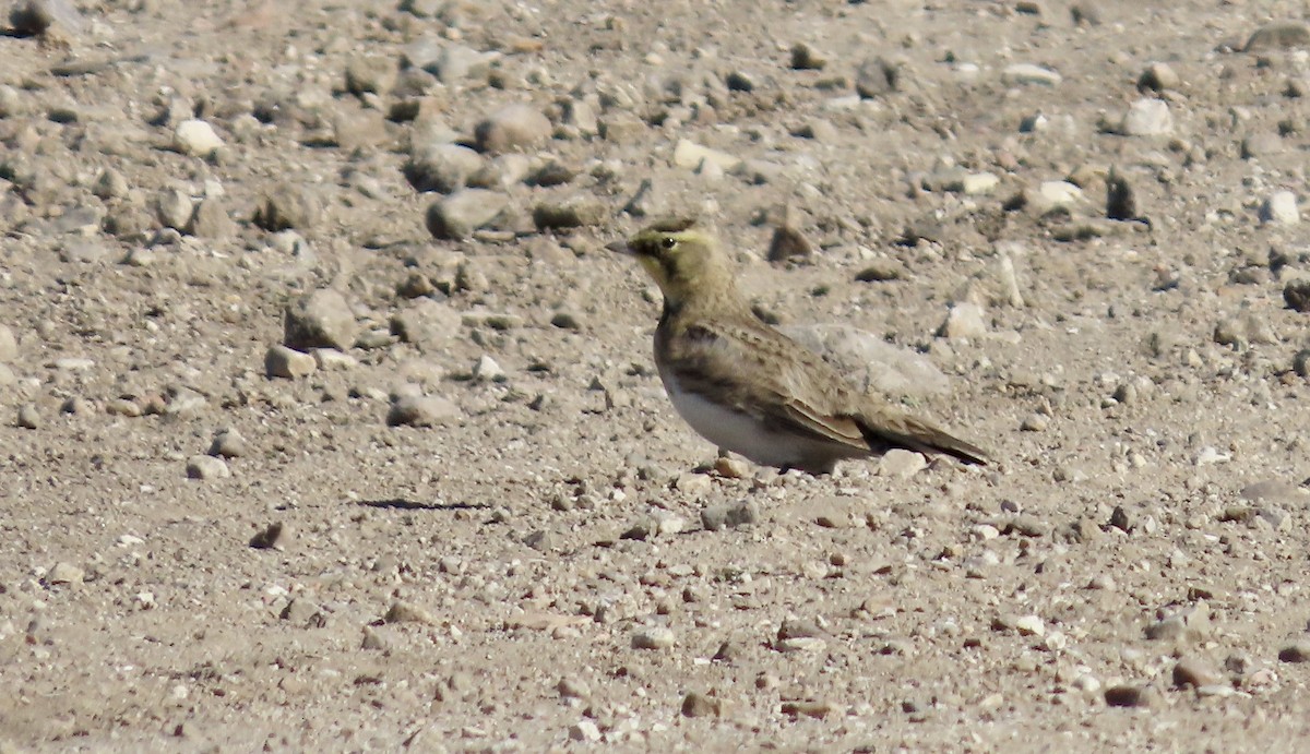 fjellerke - ML646501387