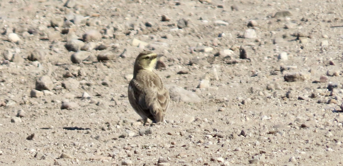 fjellerke - ML646501389