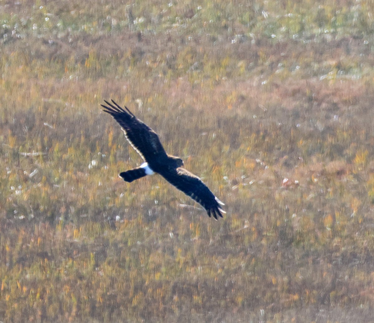 アメリカハイイロチュウヒ - ML646501392