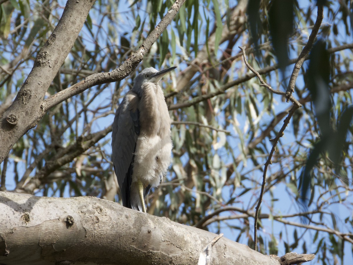 White-faced Heron - ML646501393