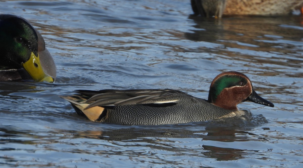 Green-winged Teal - ML646501394