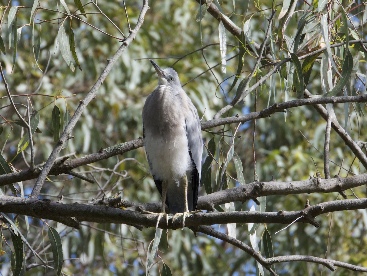 White-faced Heron - ML646501395