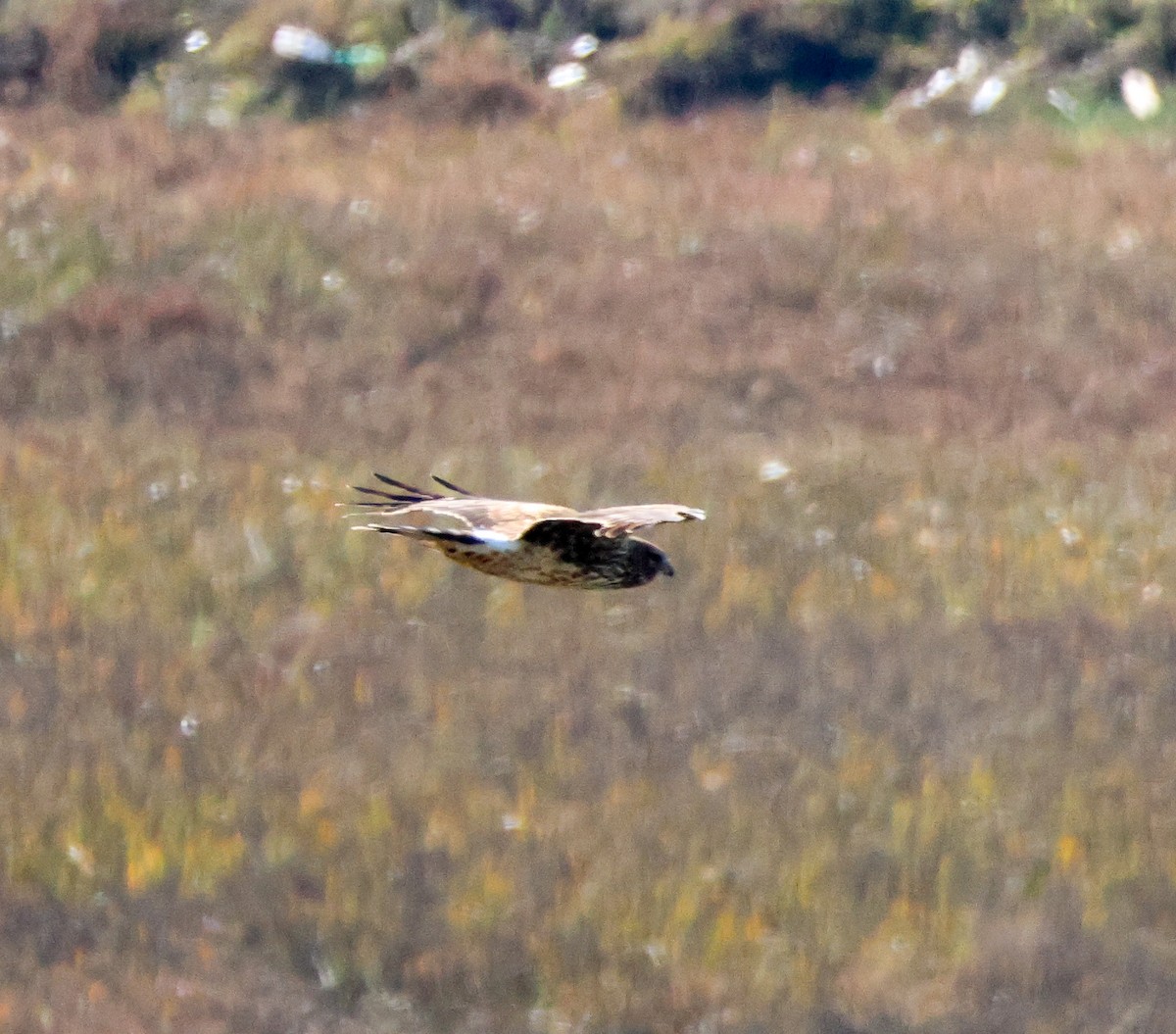 アメリカハイイロチュウヒ - ML646501396