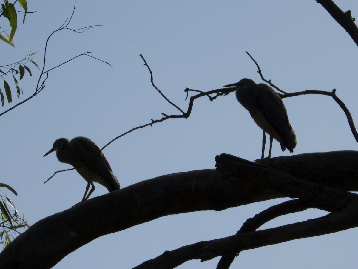 White-faced Heron - ML646501397