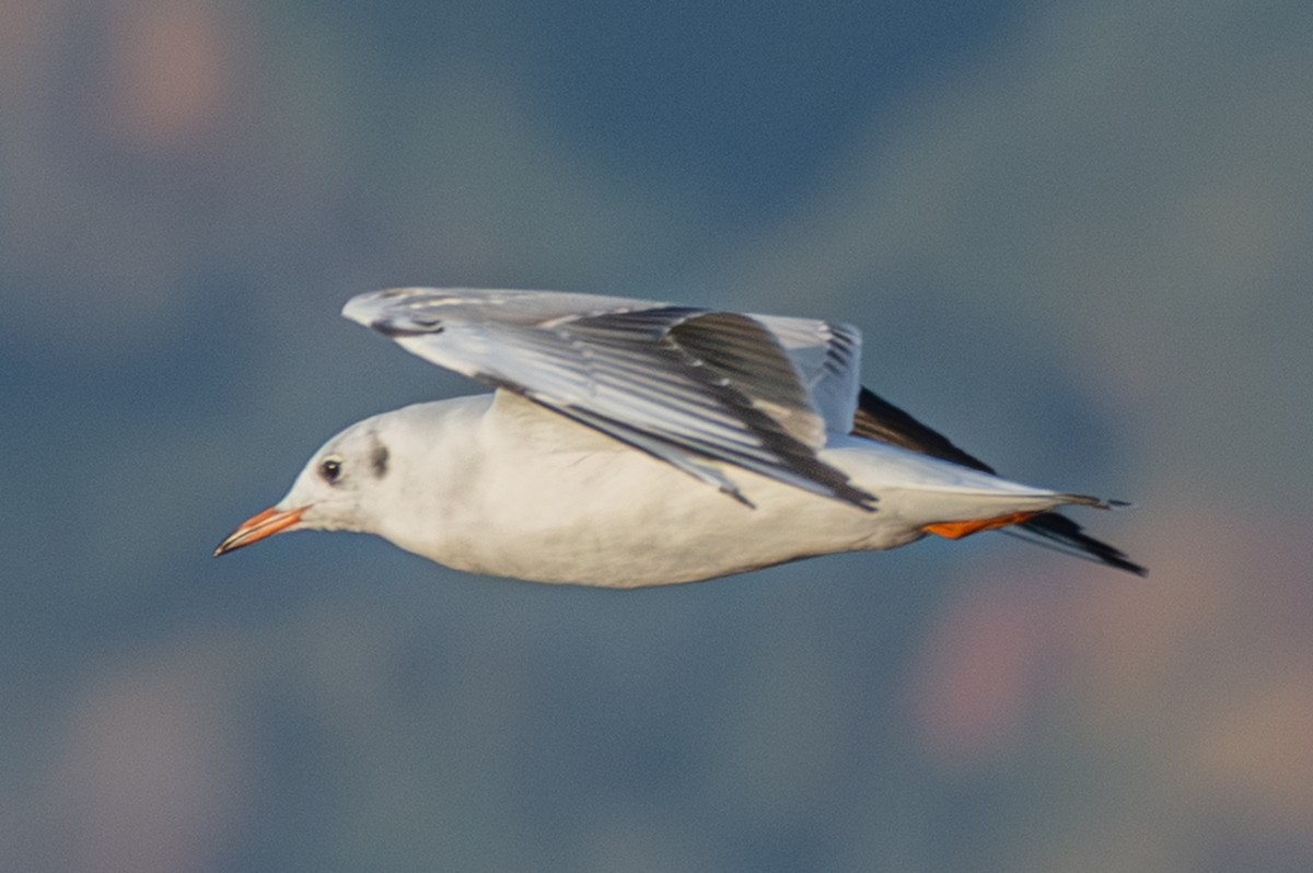 Mouette rieuse - ML646501398