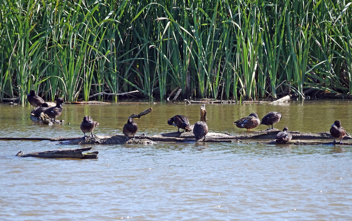 ニュージーランドスズガモ - ML646501399