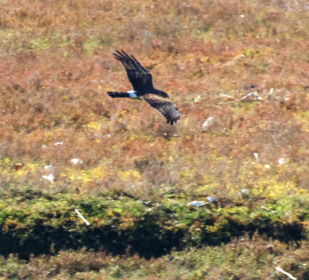 アメリカハイイロチュウヒ - ML646501400