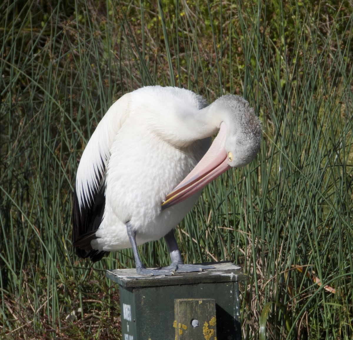 Australian Pelican - ML646501402