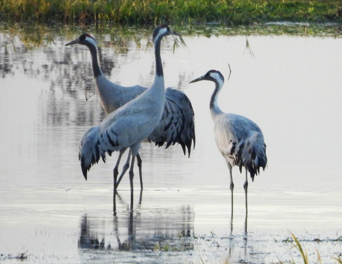 Common Crane - ML646501404
