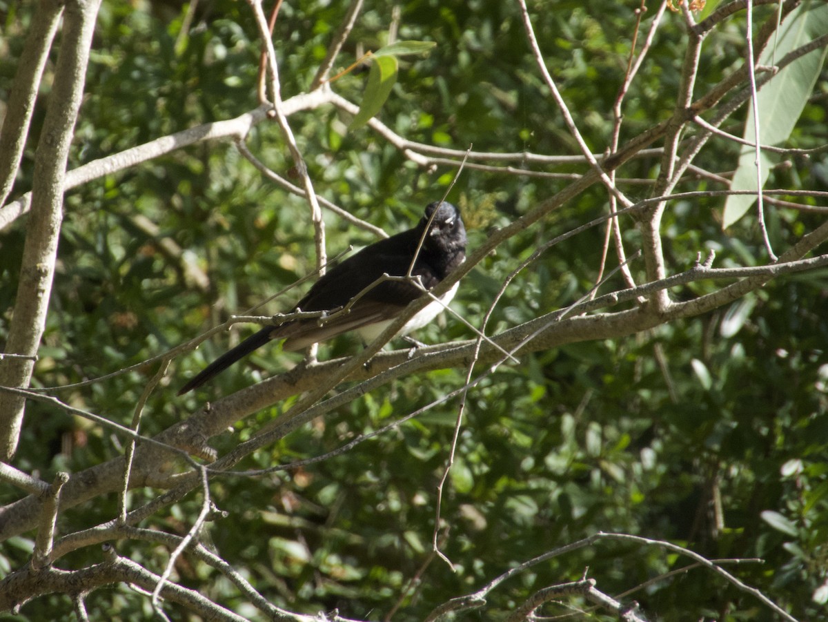 Willie-wagtail - ML646501408