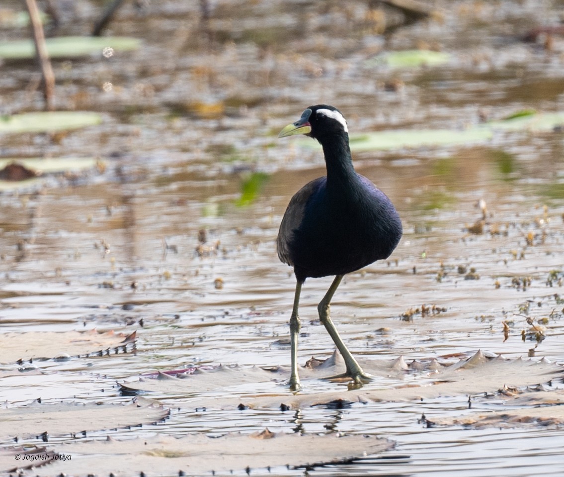 Bronze-winged Jacana - ML646501409
