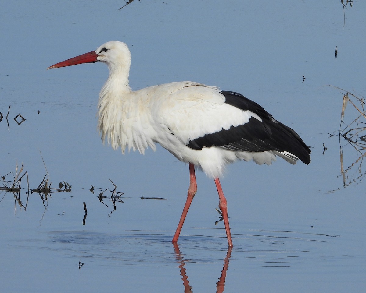 White Stork - ML646501410