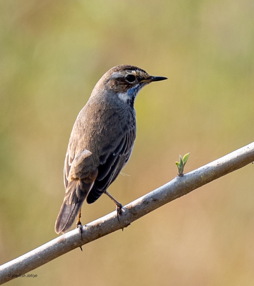 Bluethroat - ML646501420
