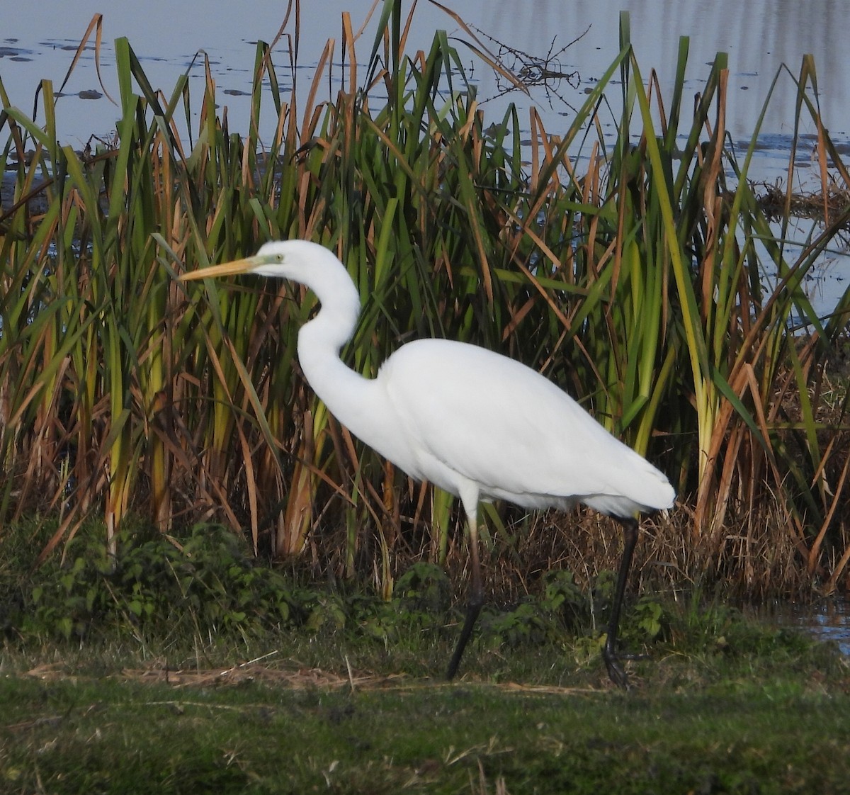 Great Egret - ML646501421
