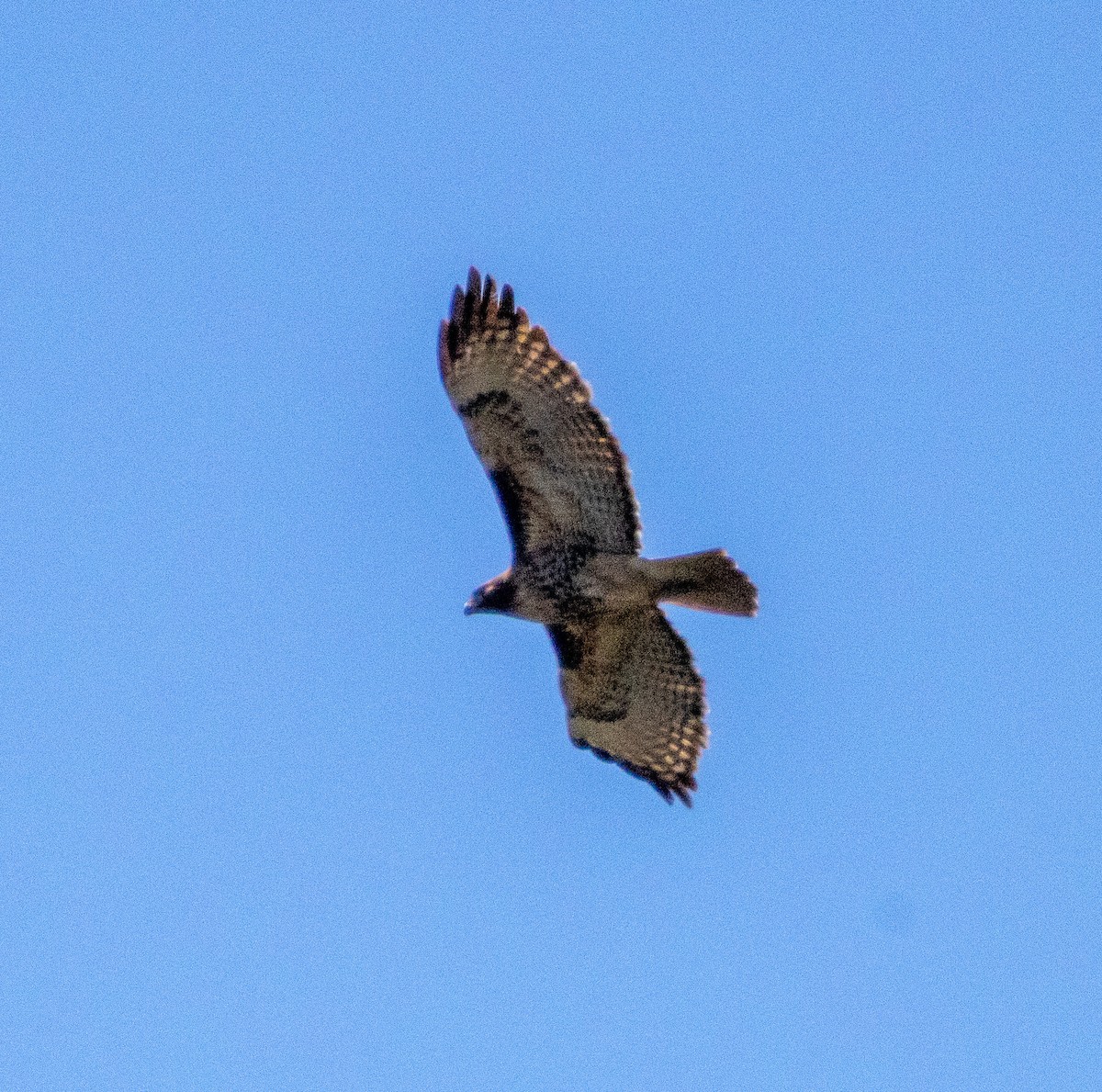 アカオノスリ - ML646501423