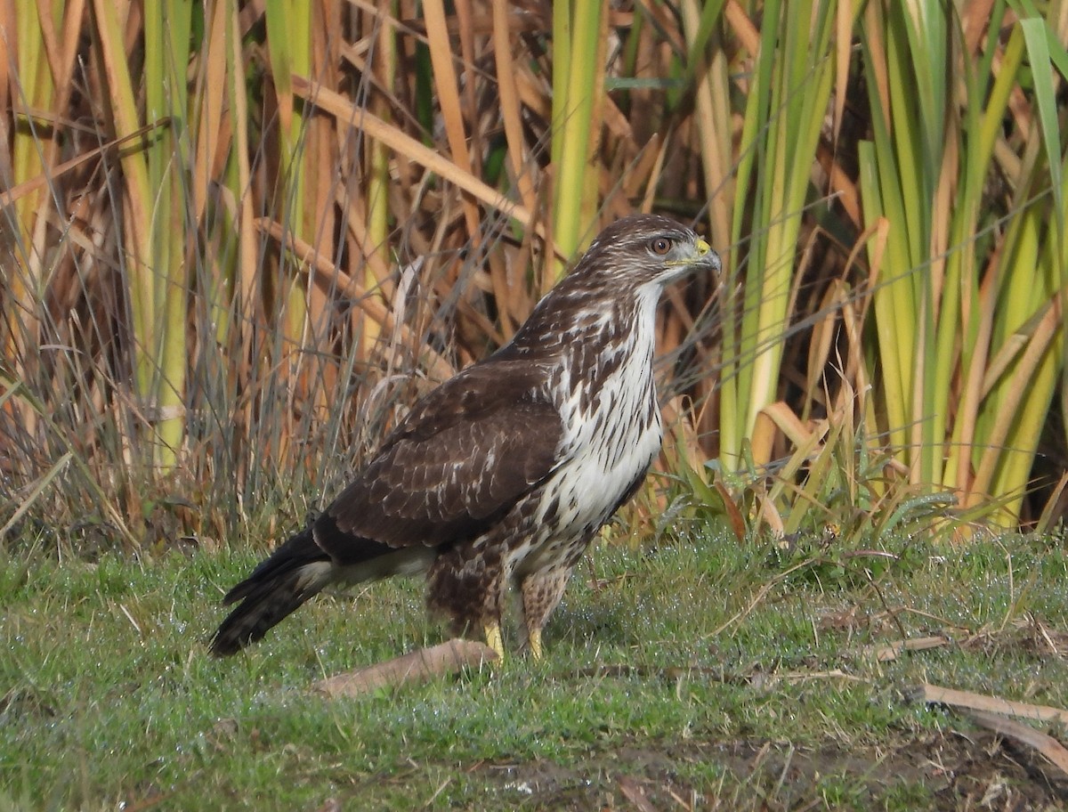 Buse variable - ML646501424