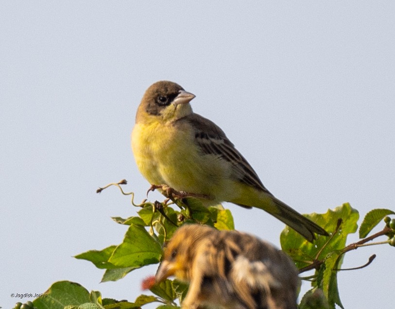 Black-headed Bunting - ML646501426