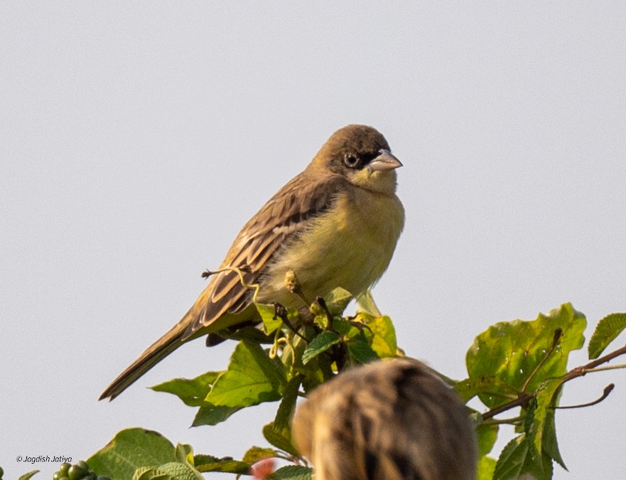 Black-headed Bunting - ML646501427