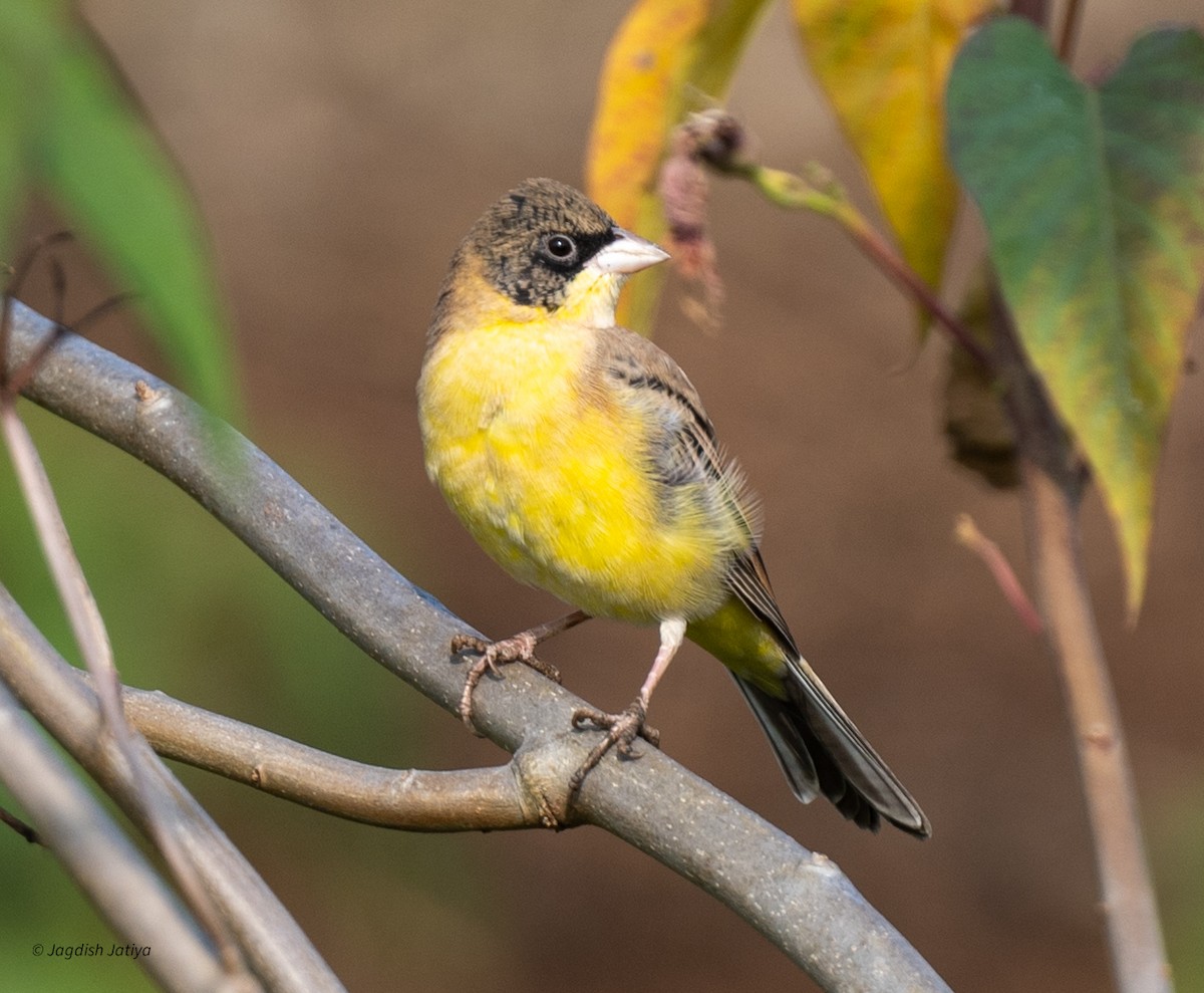 Black-headed Bunting - ML646501428