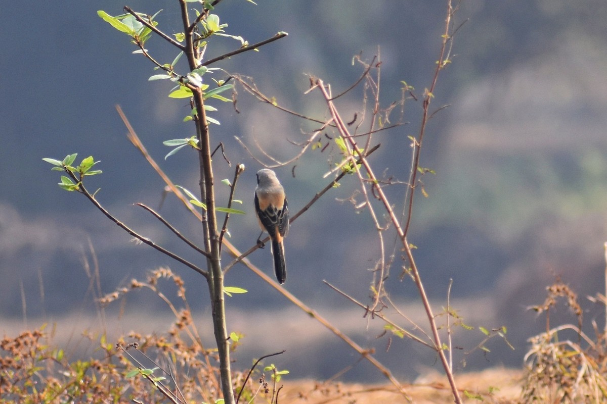 Long-tailed Shrike - ML646501429