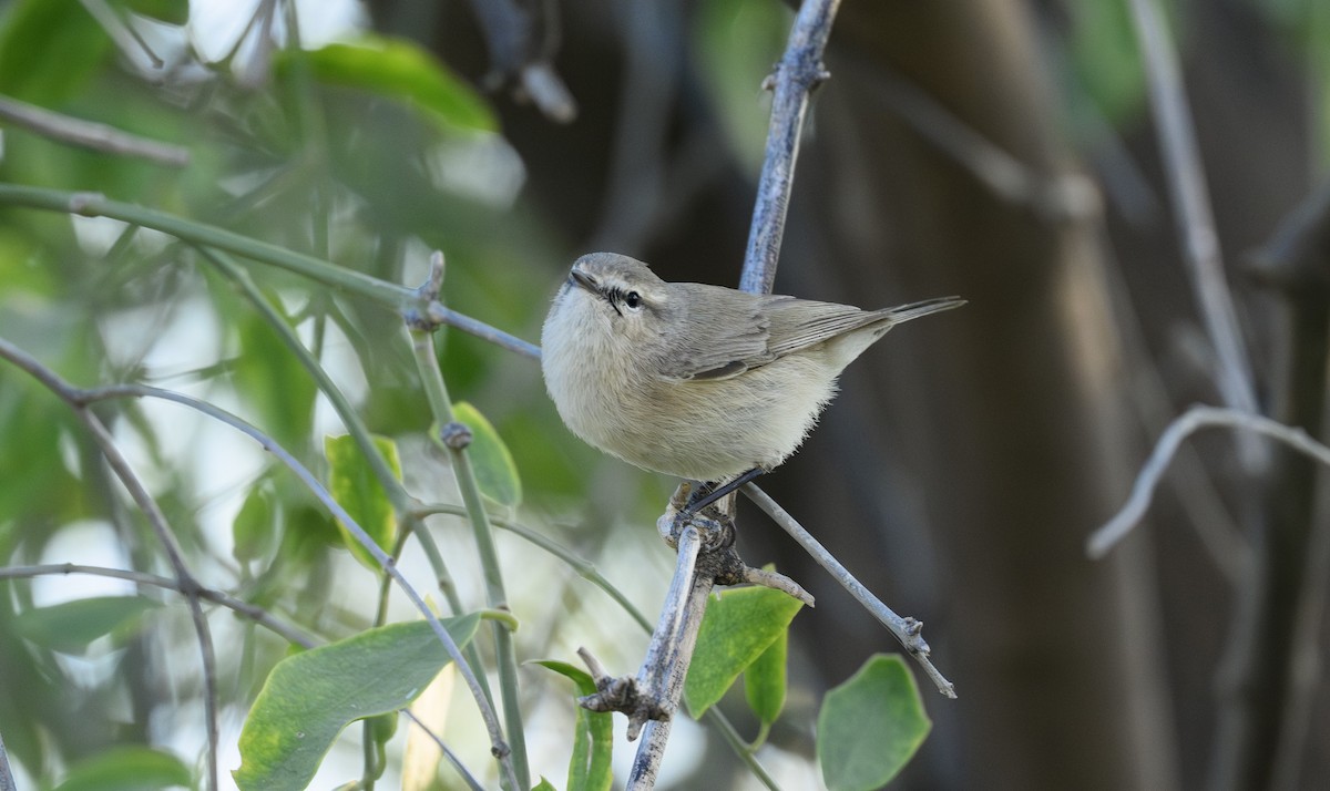 Plain Leaf Warbler - ML646501430