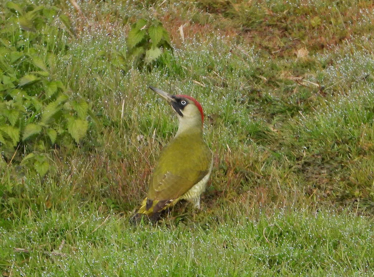 נקר ירוק - ML646501431
