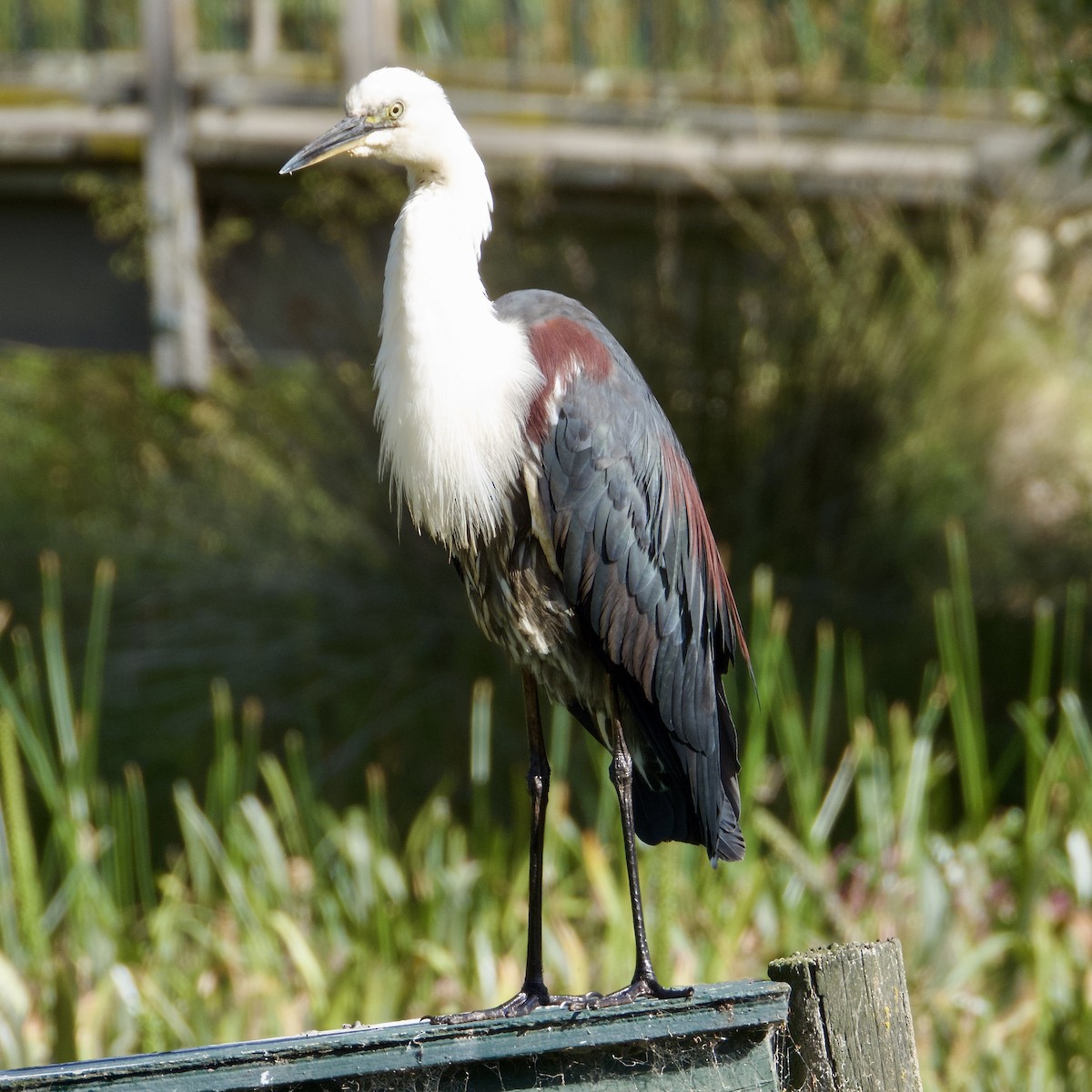 Pacific Heron - ML646501433