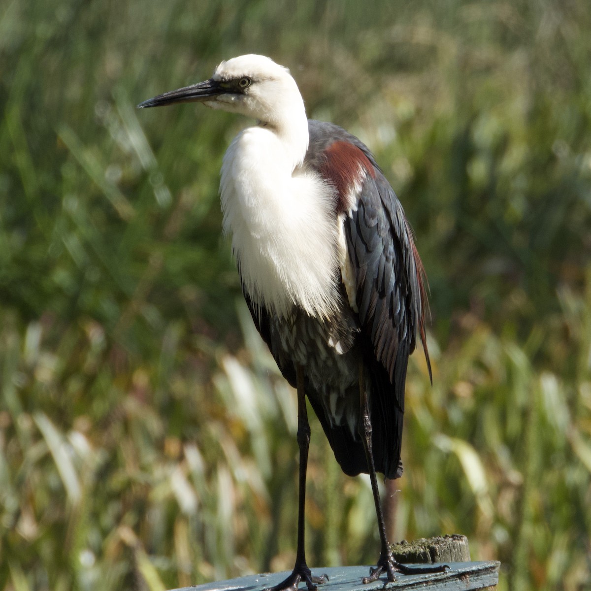 Pacific Heron - ML646501434