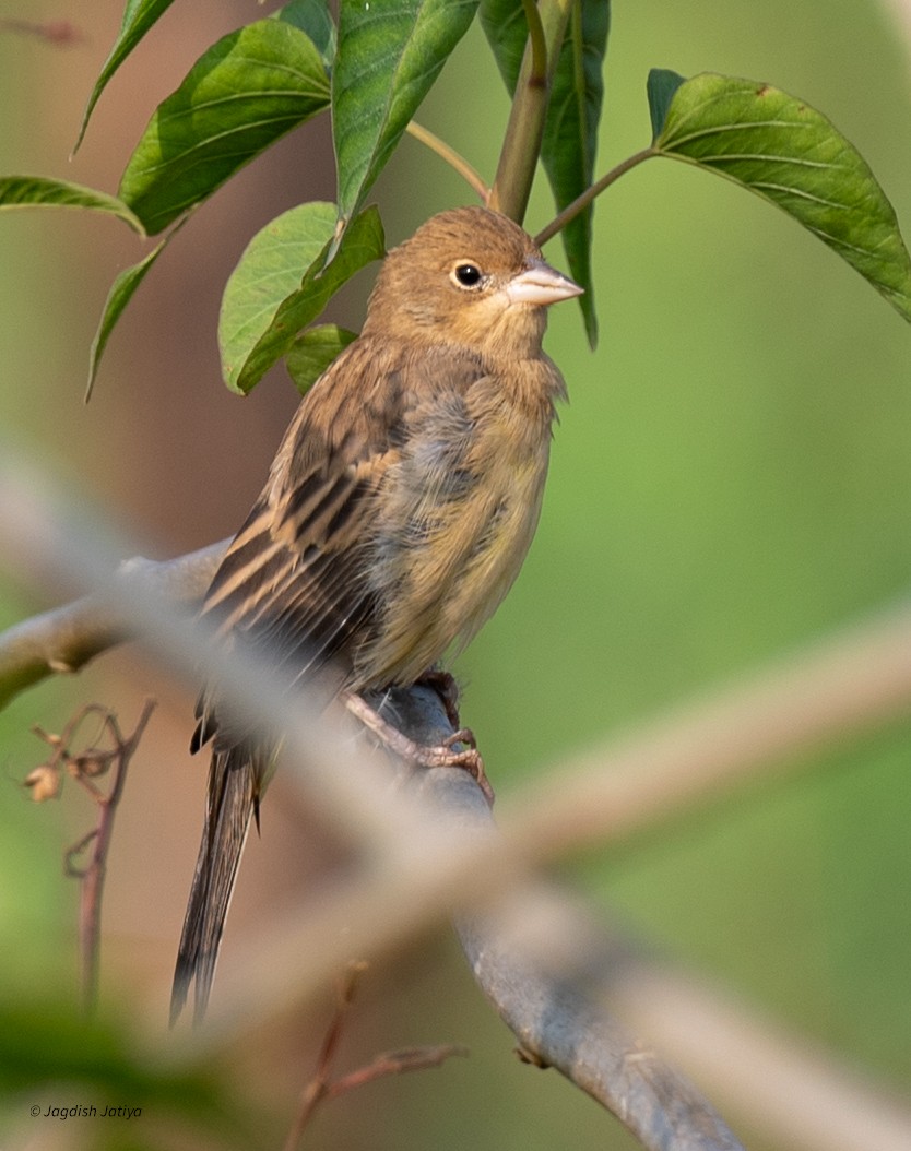 Red-headed Bunting - ML646501435