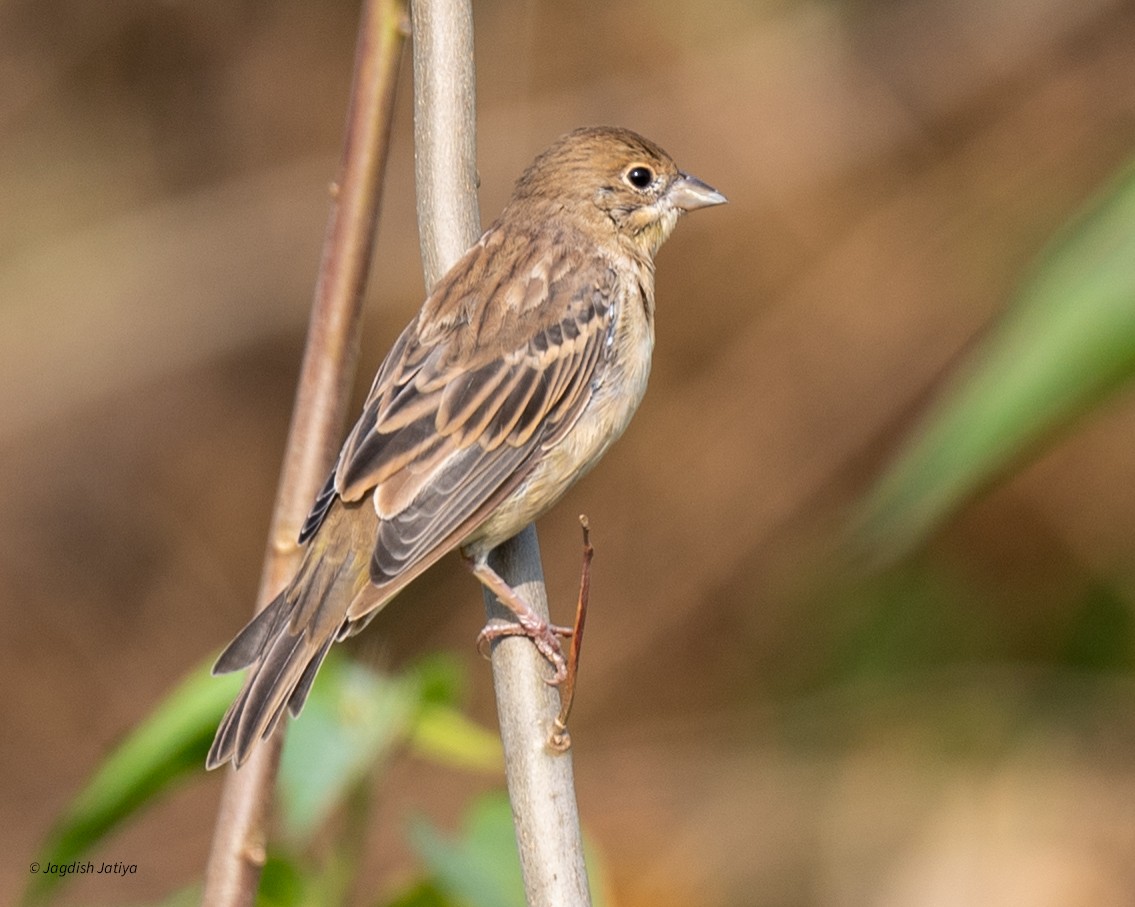 Red-headed Bunting - ML646501436
