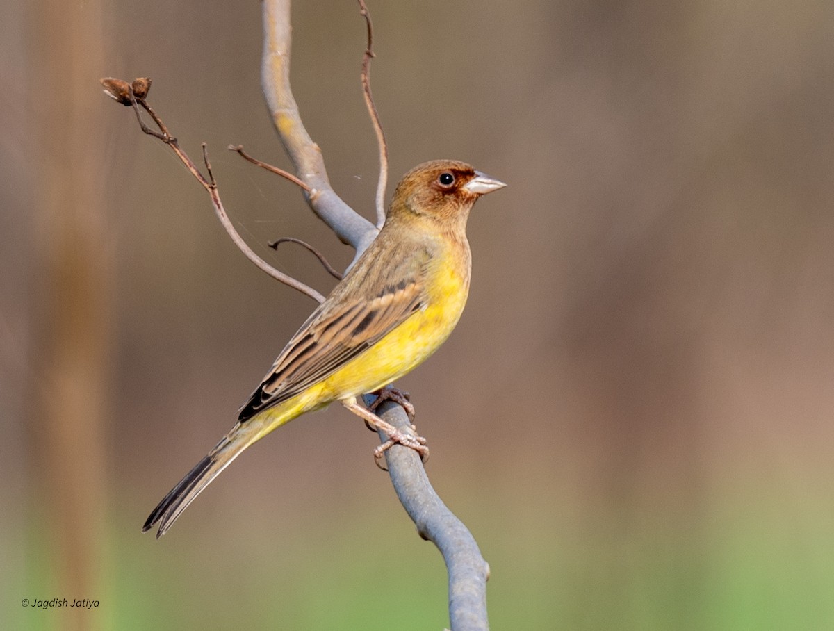 Red-headed Bunting - ML646501437