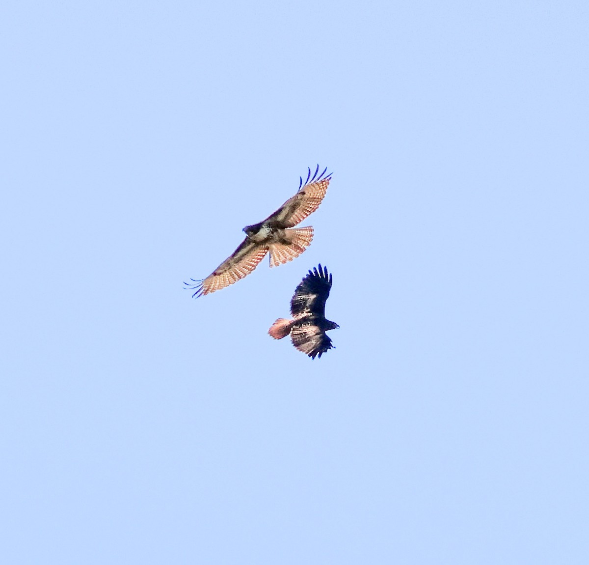 アカオノスリ - ML646501438