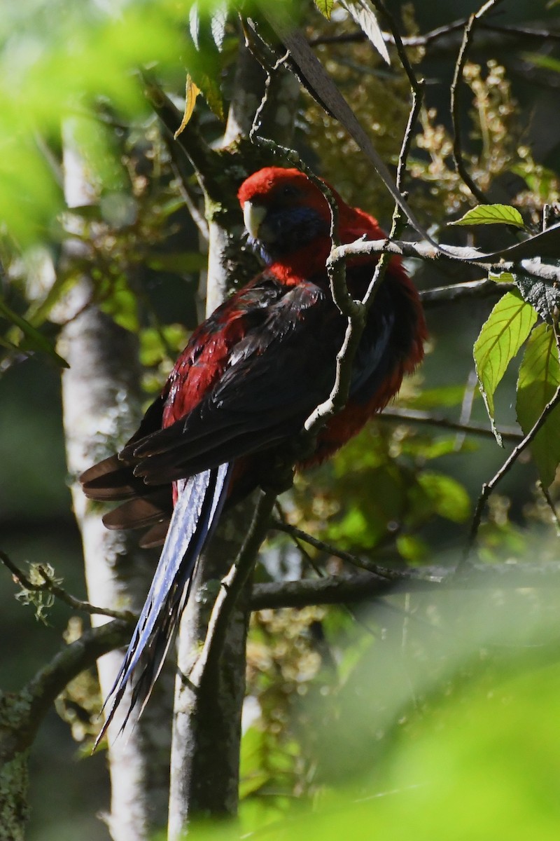 Синещёкая розелла - ML646501442