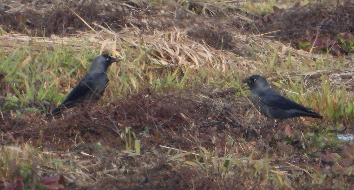 Eurasian Jackdaw - ML646501443