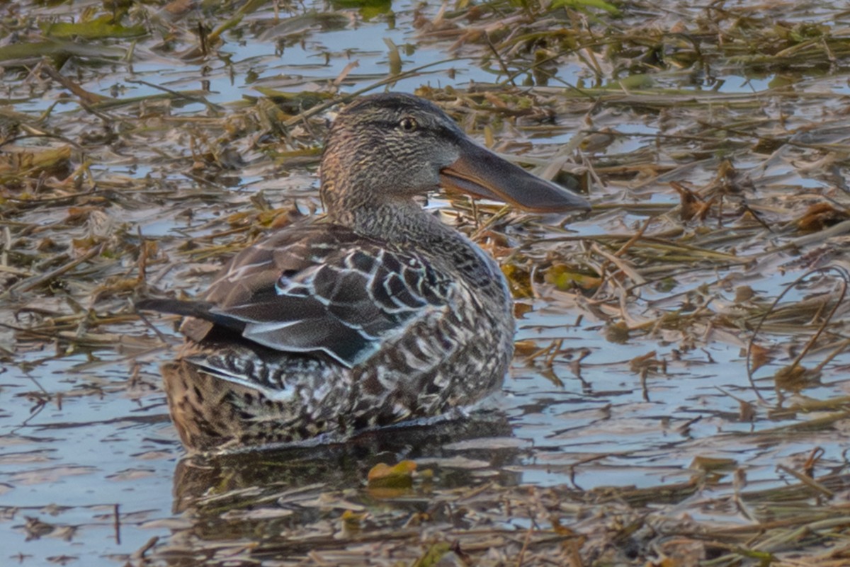 Canard souchet - ML646501445