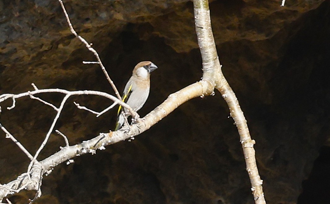 Армілка єменська - ML646501446