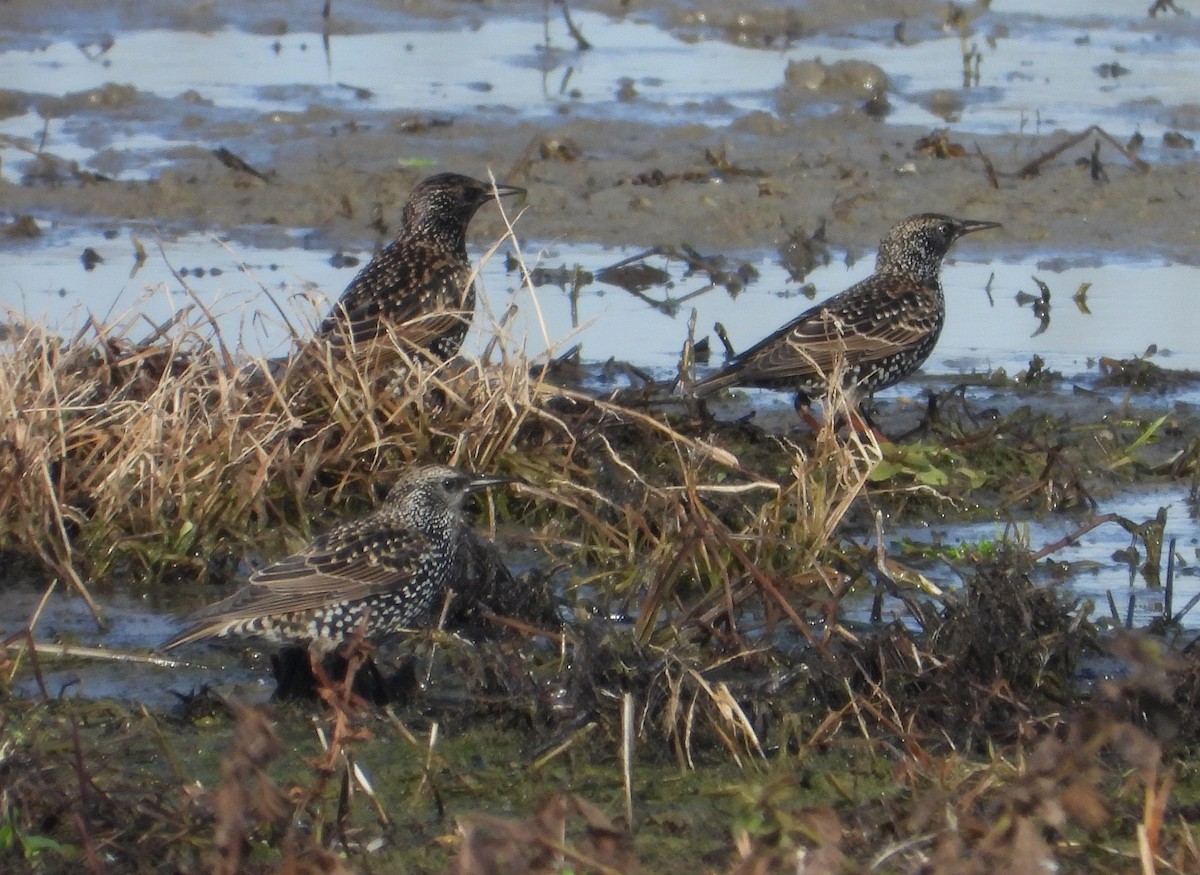 European Starling - ML646501447