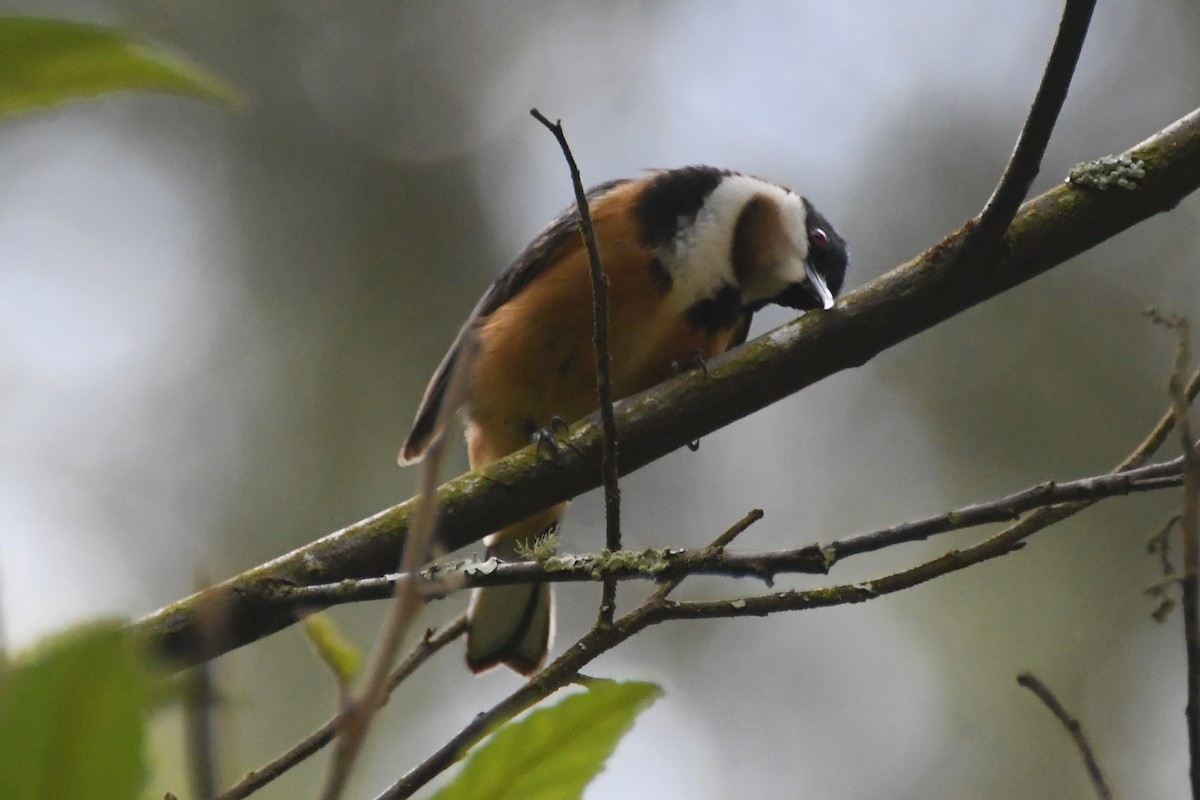 Восточная титиара - ML646501450