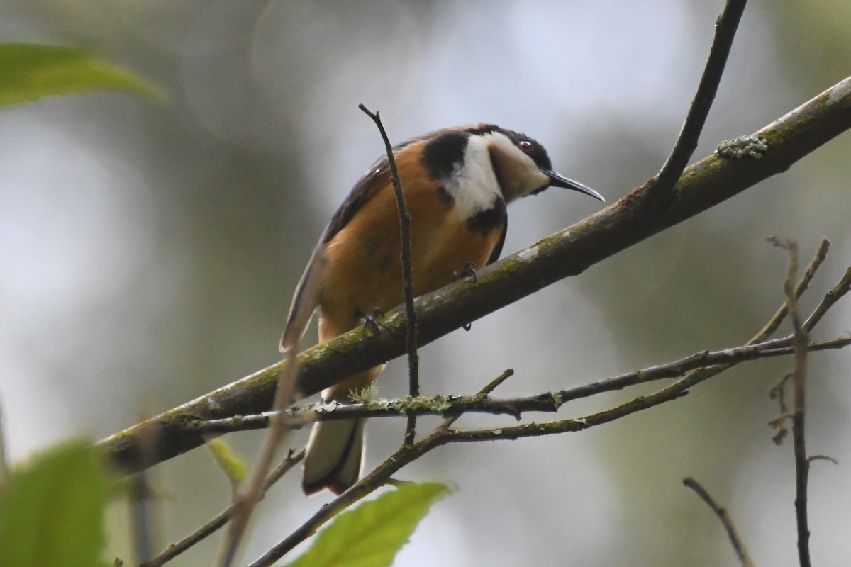 Восточная титиара - ML646501452