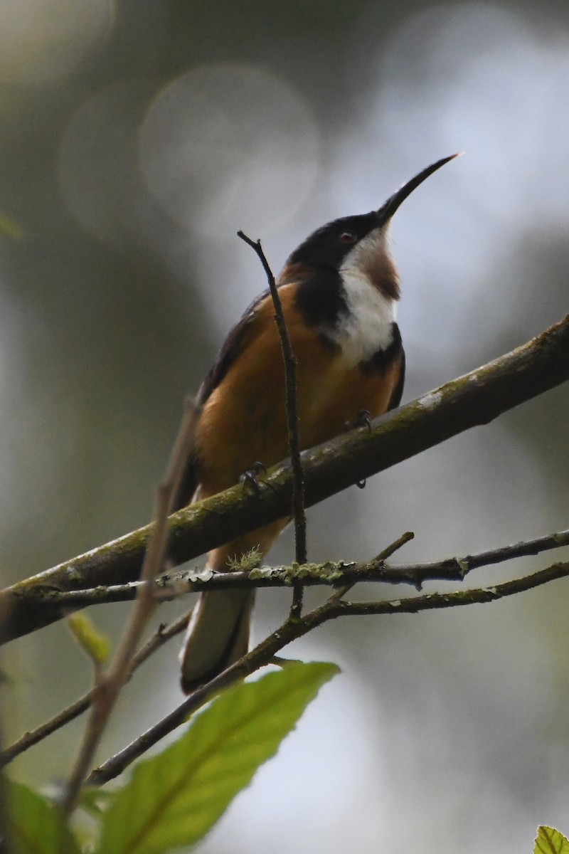 Восточная титиара - ML646501454