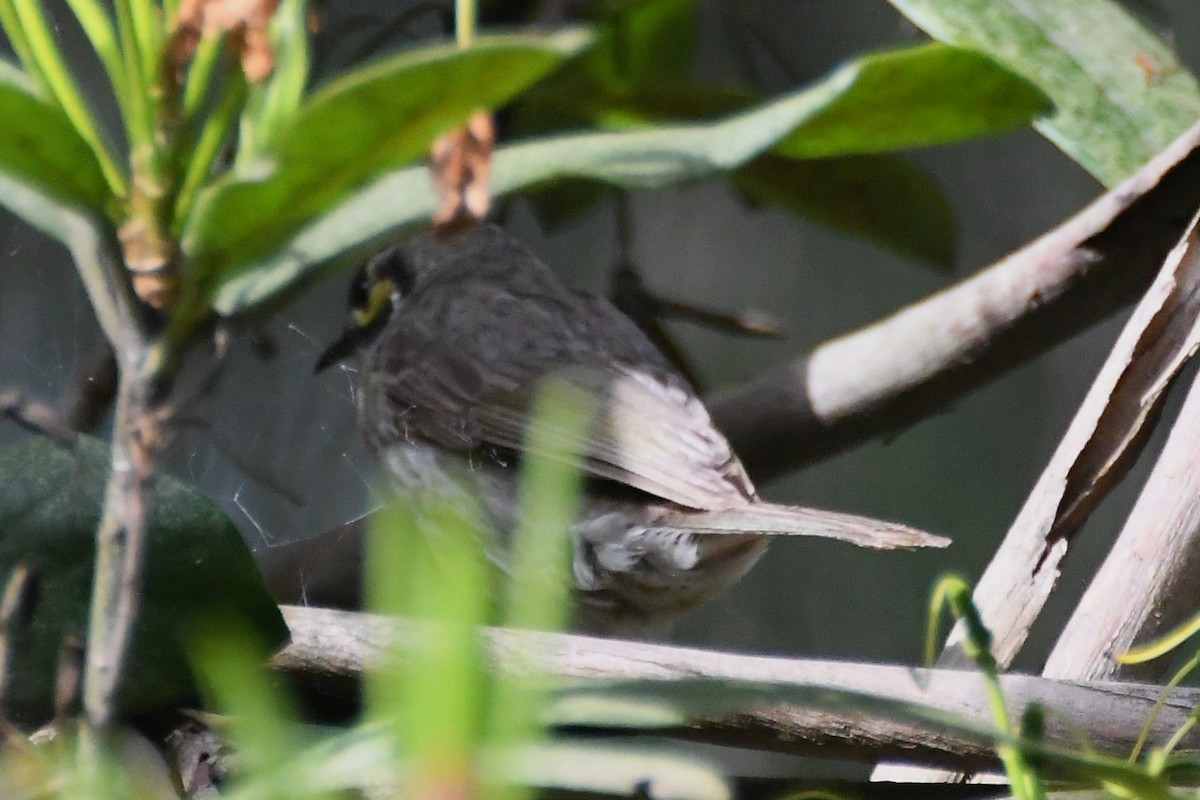 Желтолицый медосос - ML646501460