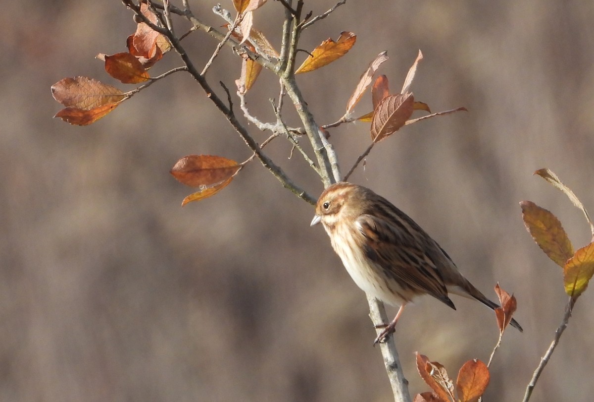 Reed Bunting - ML646501461