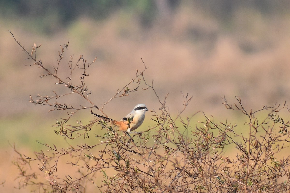 Long-tailed Shrike - ML646501462