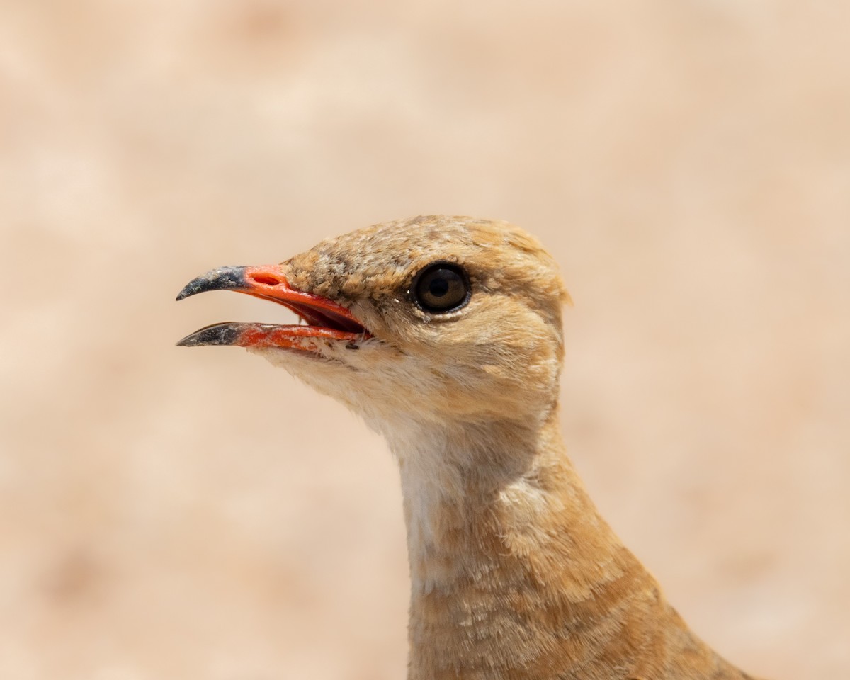 Australian Pratincole - ML646501463